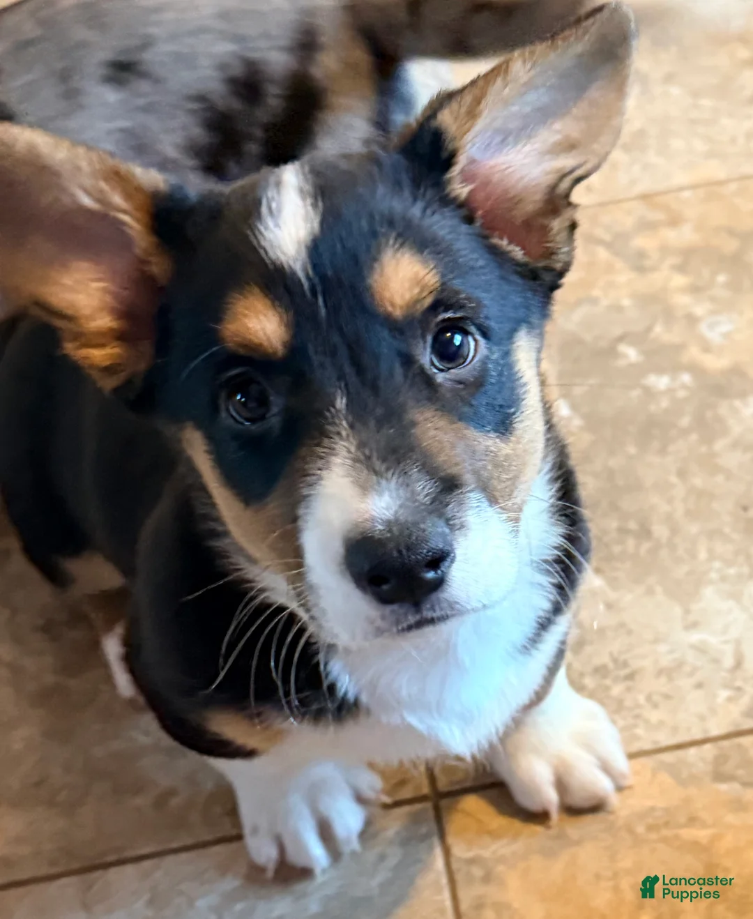 Welsh Corgi Cardigan dogs for sale: Patches - Ad 6
