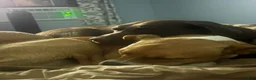 Boxer dogs for sale: Pancake - Ad 4