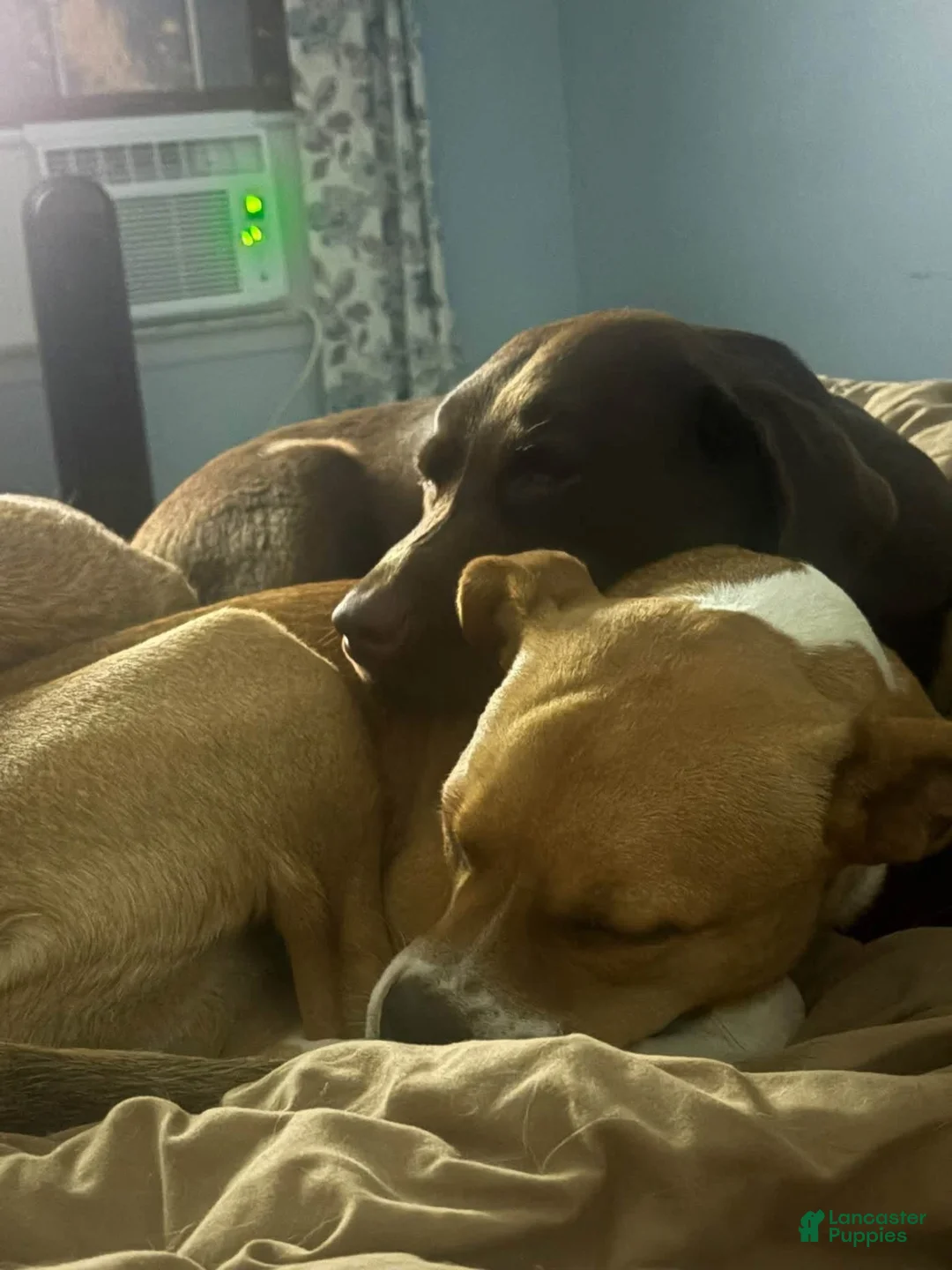 Boxer dogs for sale: Pancake - Ad 4