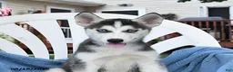 Siberian Husky dogs for sale: Breeze - Ad 3