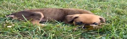 Mixed Breed dogs for sale: Stryker - Ad 6