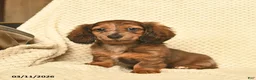 Miniature Dachshund dogs for sale: Rita  - Ad 1