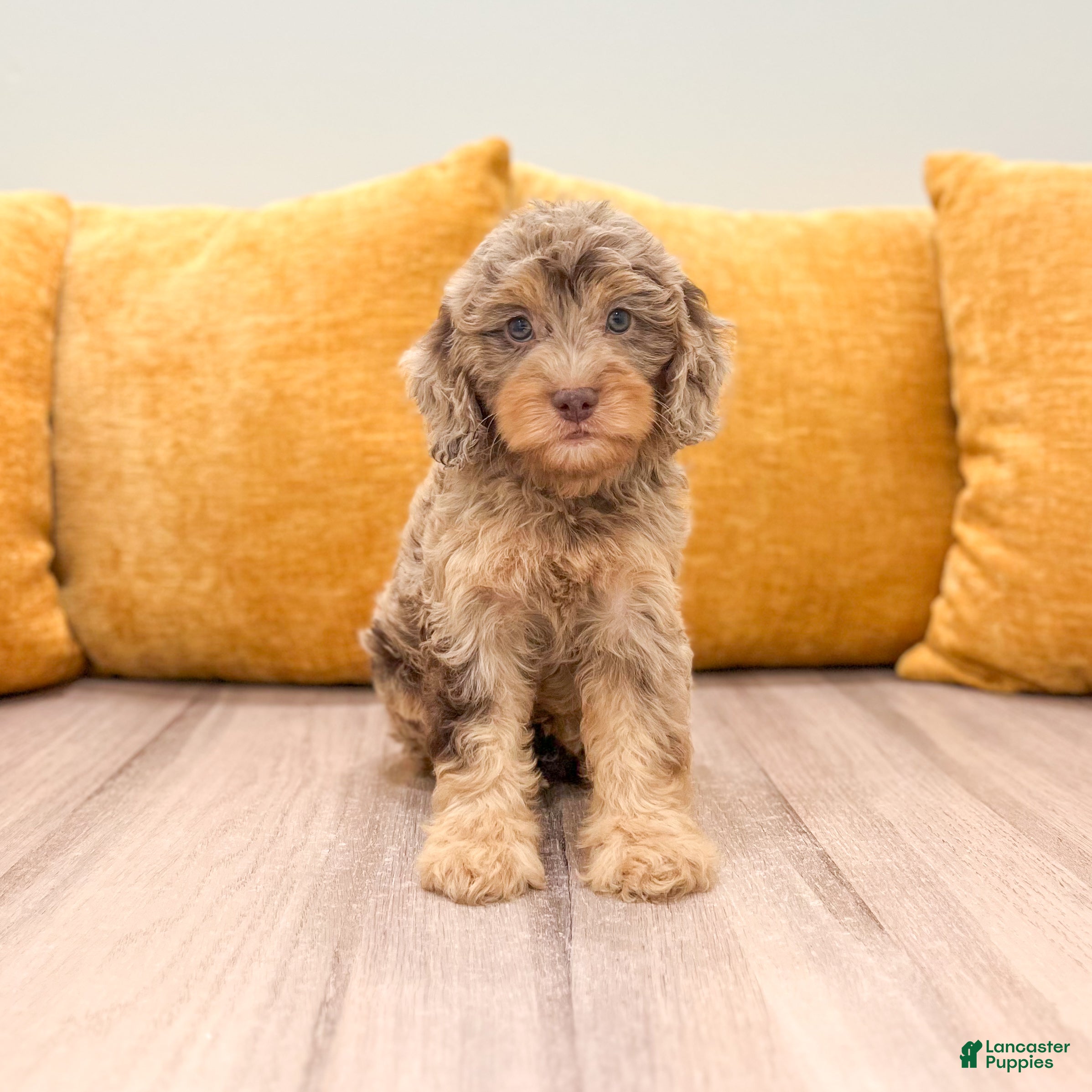 Cavapoo dogs Rilla - Ad 1