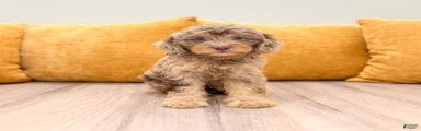Rilla