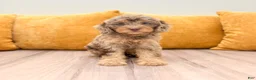 Cavapoo dogs for sale: Rilla - Ad 1