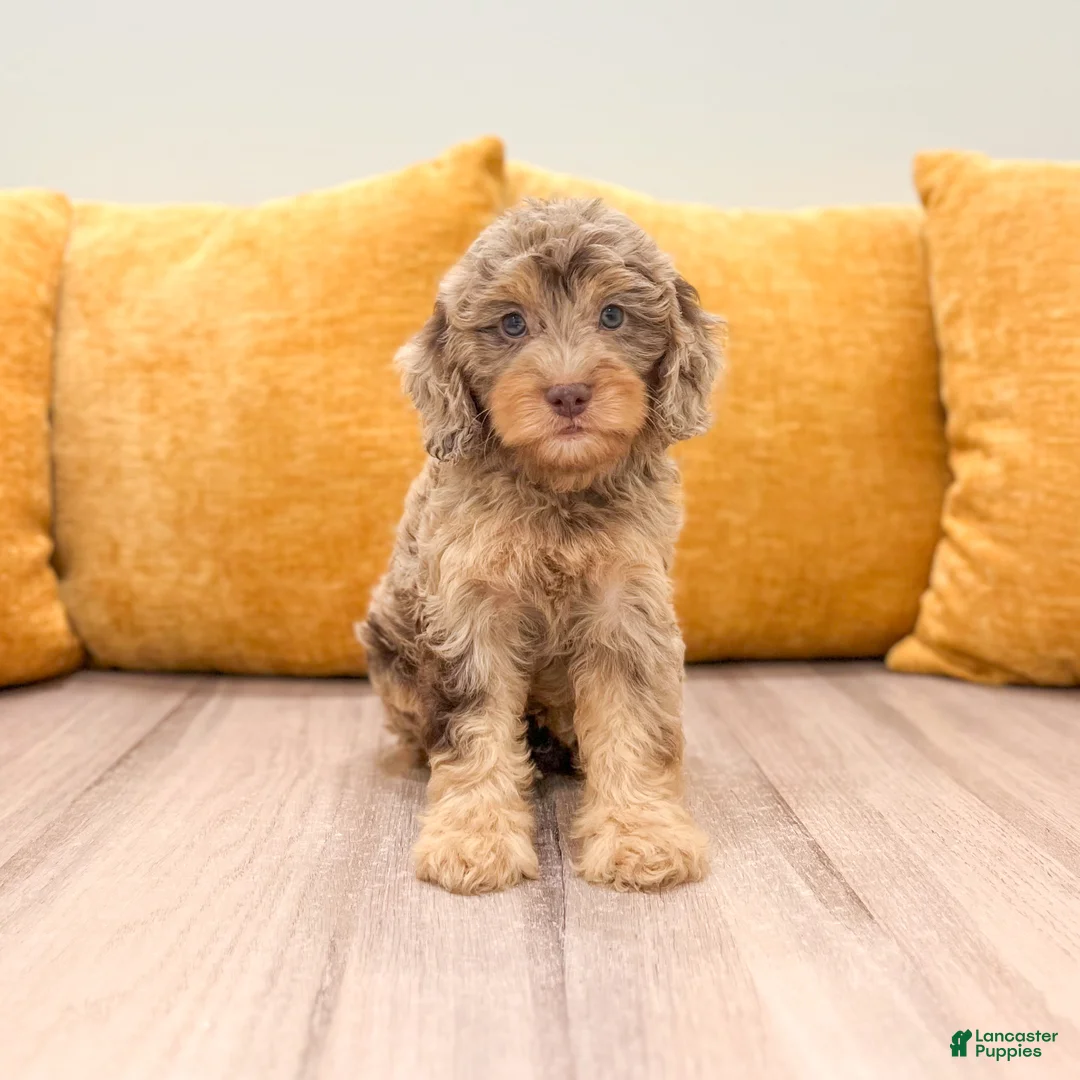 Cavapoo dogs for sale: Rilla - Ad 1