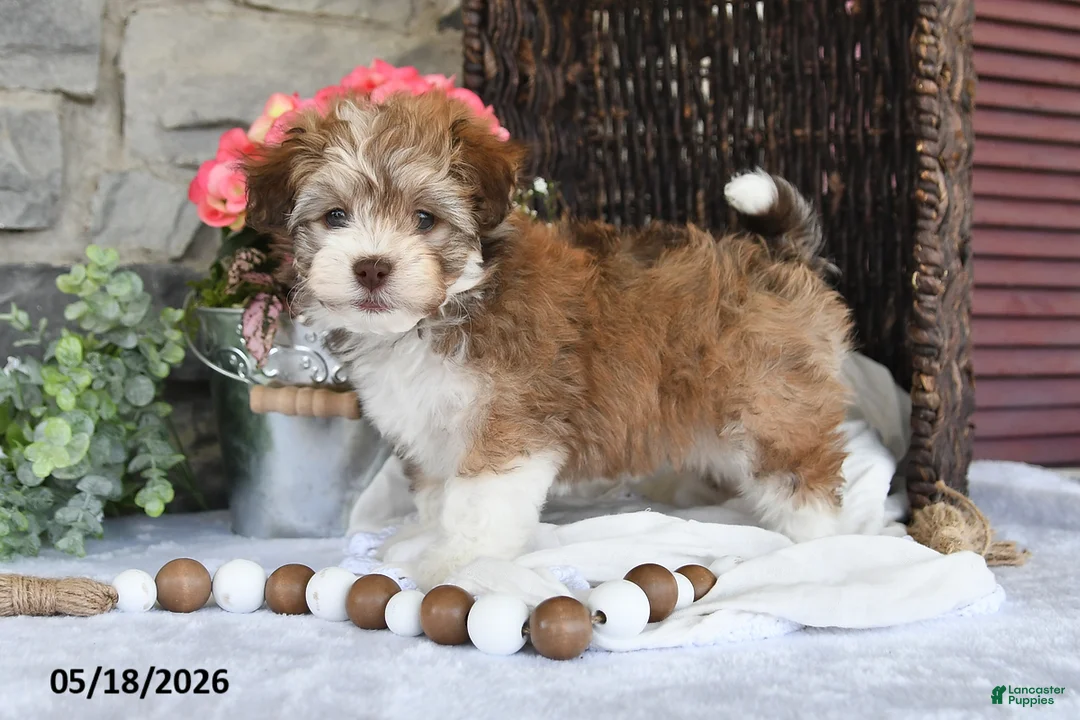 Havanese dogs for sale: Jenna - Ad 1