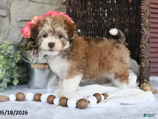 Havanese dogs for sale: Jenna - Ad 1