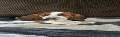 Basset Hound 1