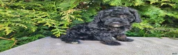 Mini Bernedoodle dogs for sale: Willow - Ad 7