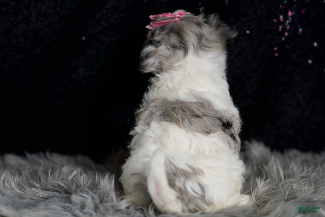 Maltipoo dogs for sale: Prada - Ad 6