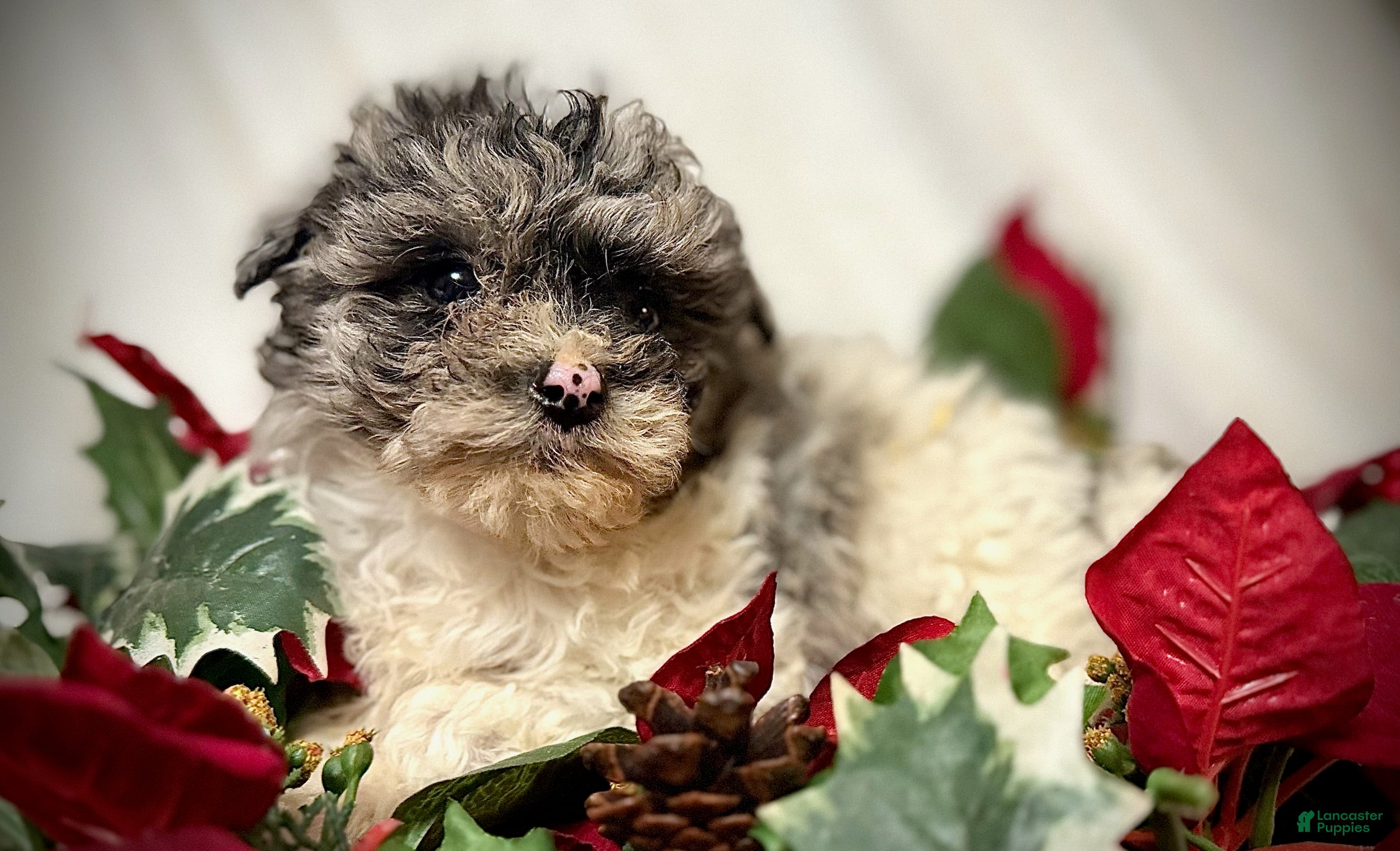 Mini Aussiedoodle dogs Baby  - Ad 40