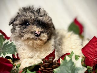 Mini Aussiedoodle dogs Baby - Ad 11
