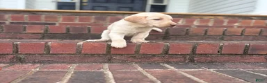 Labrador Retriever Puppy 3