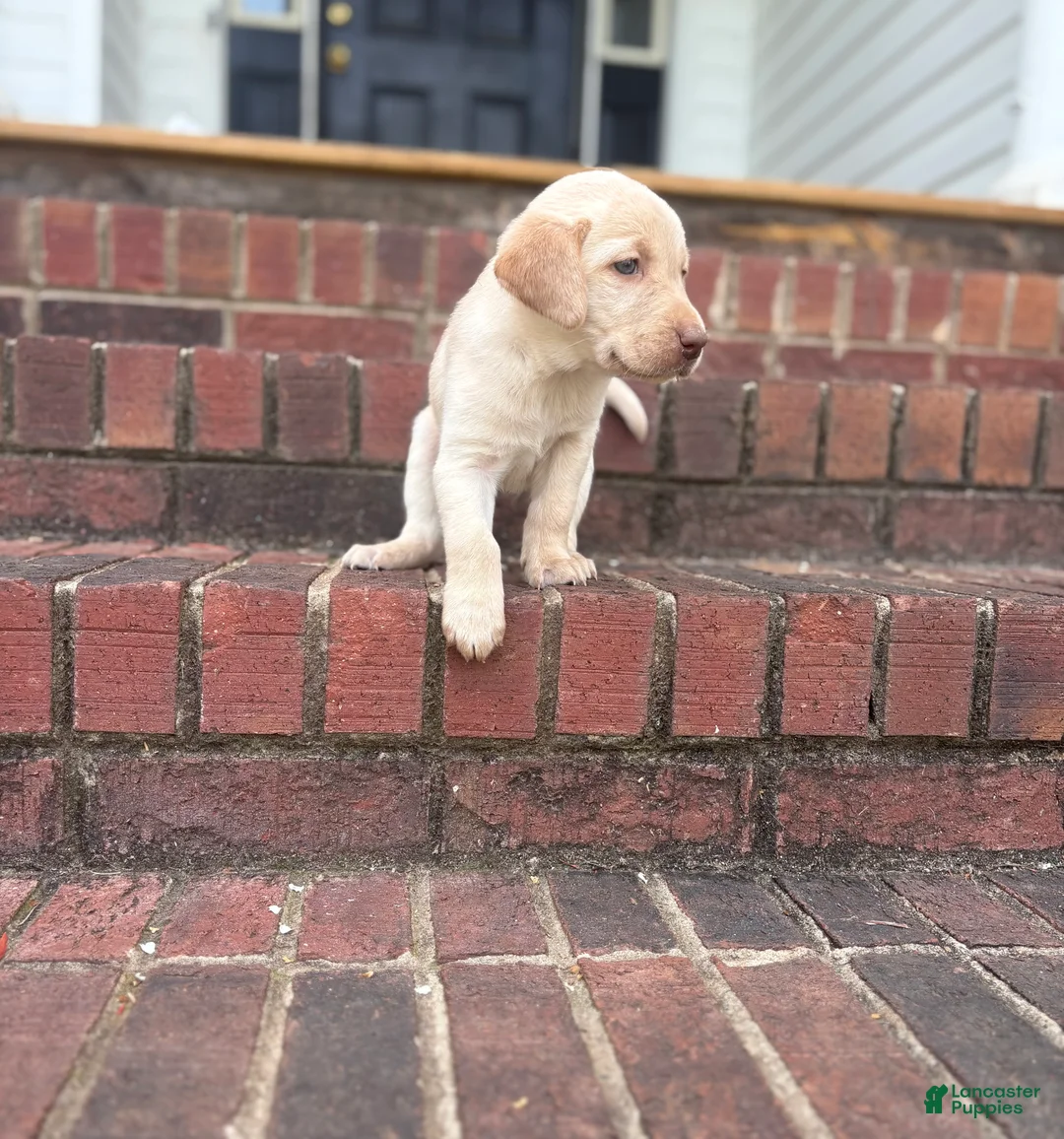 Labrador Retriever dogs for sale: Labrador Retriever Puppy 3 - Ad 1