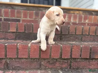 Labrador Retriever dogs Labrador Retriever Puppy 3 - Ad 27