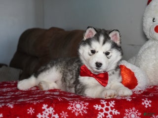 Siberian Husky dogs Aspen - Ad 33