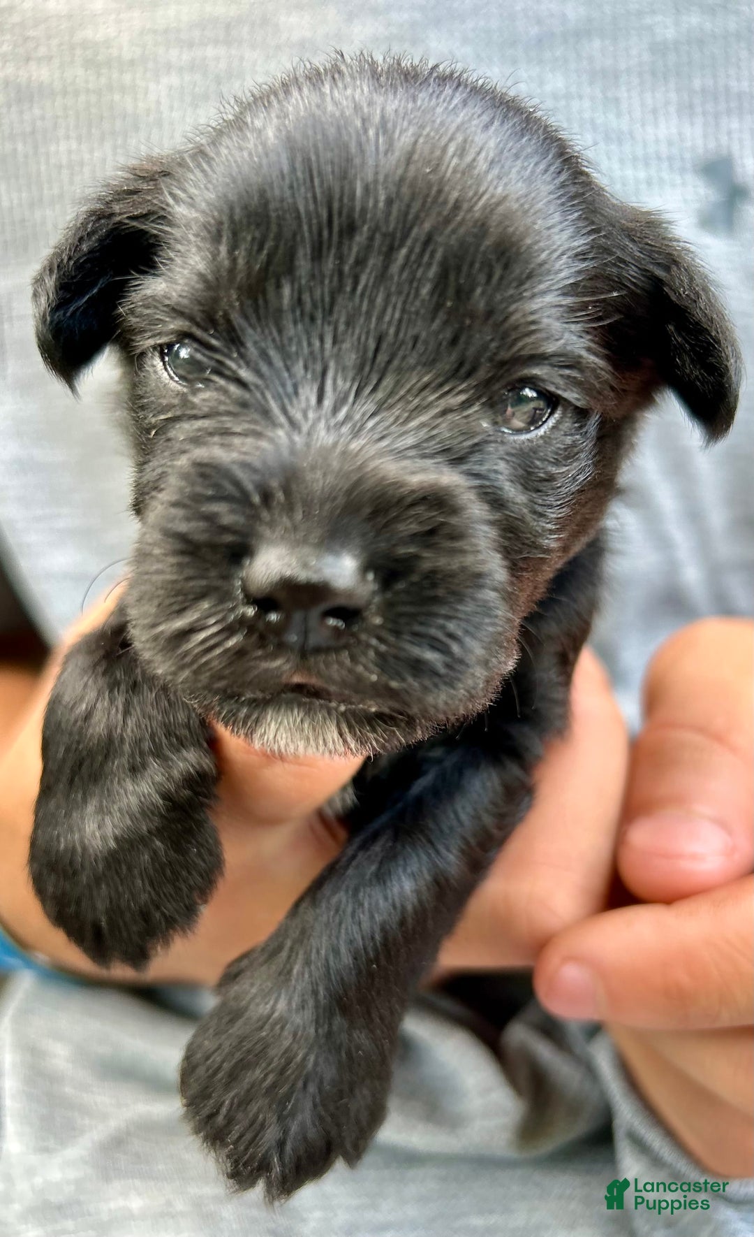 Miniature Schnauzer dogs for sale: Buddy - Ad 7