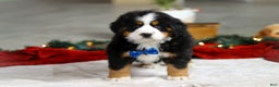 Bernese Mountain Dog dogs for sale: Kody - Ad 6