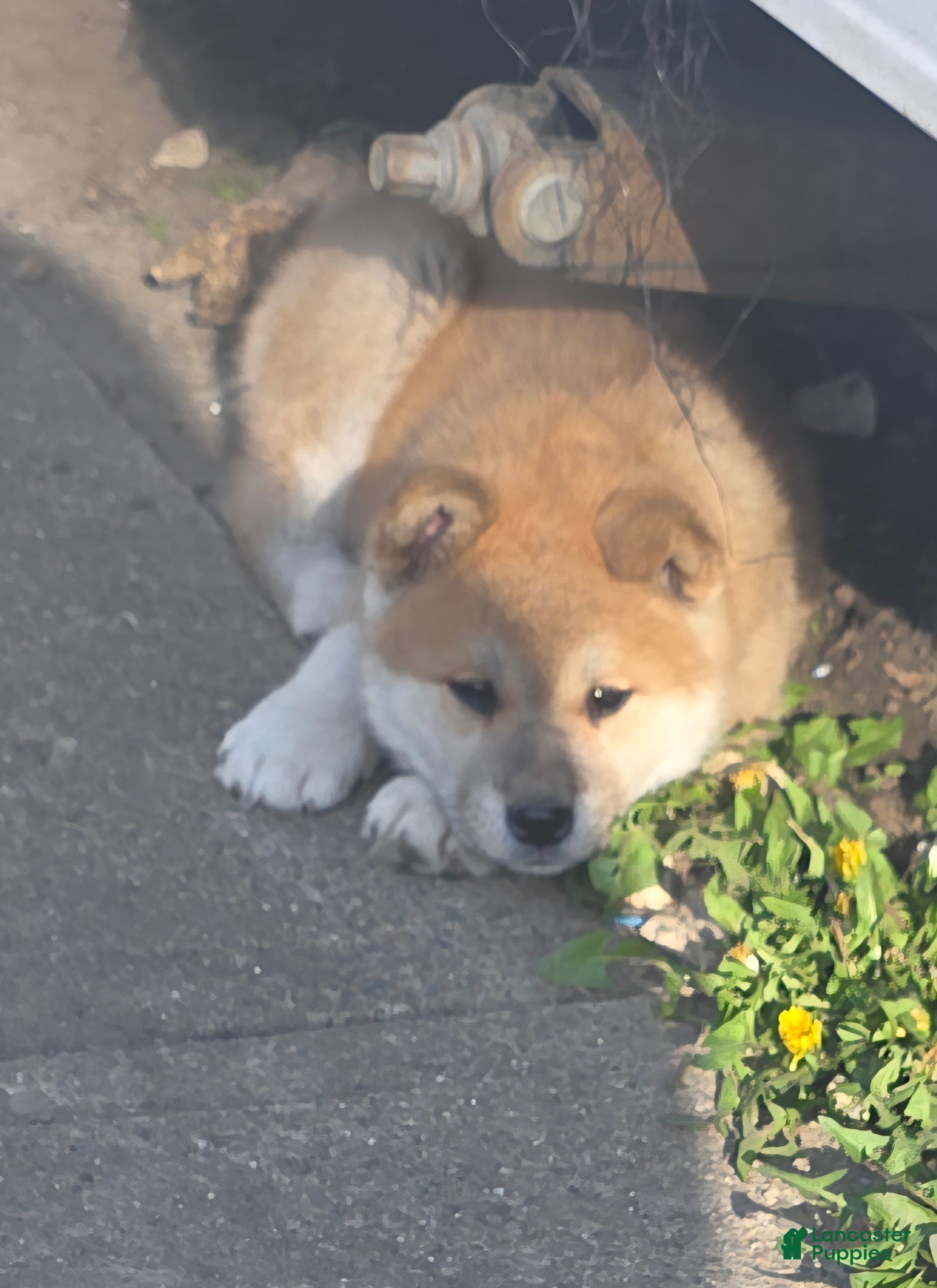 Akita dogs Akita Puppy 3 - Ad 3