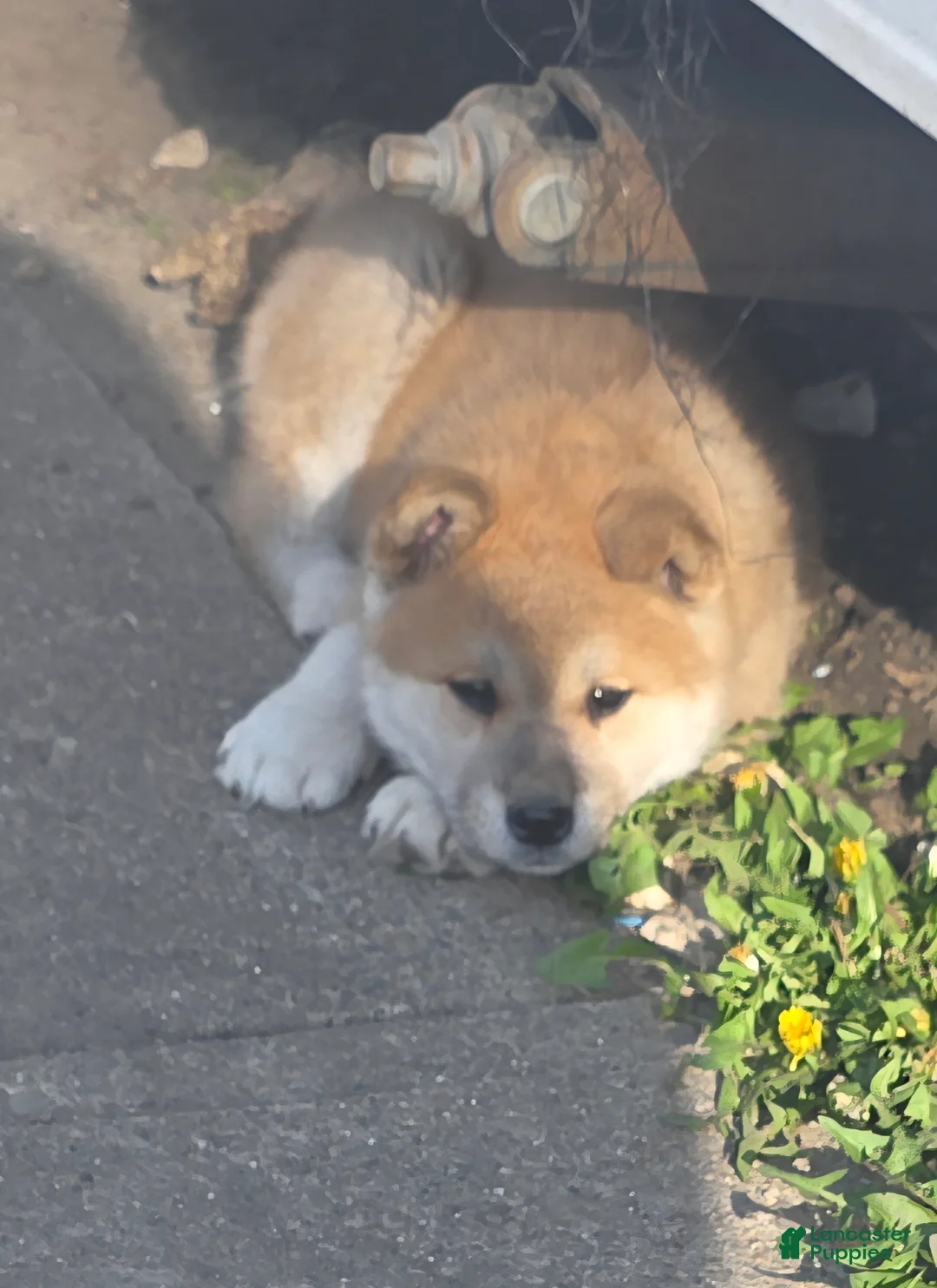 Akita dogs for sale: Akita Puppy 3 - Ad 1