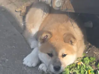 Akita dogs Akita Puppy 3 - Ad 3