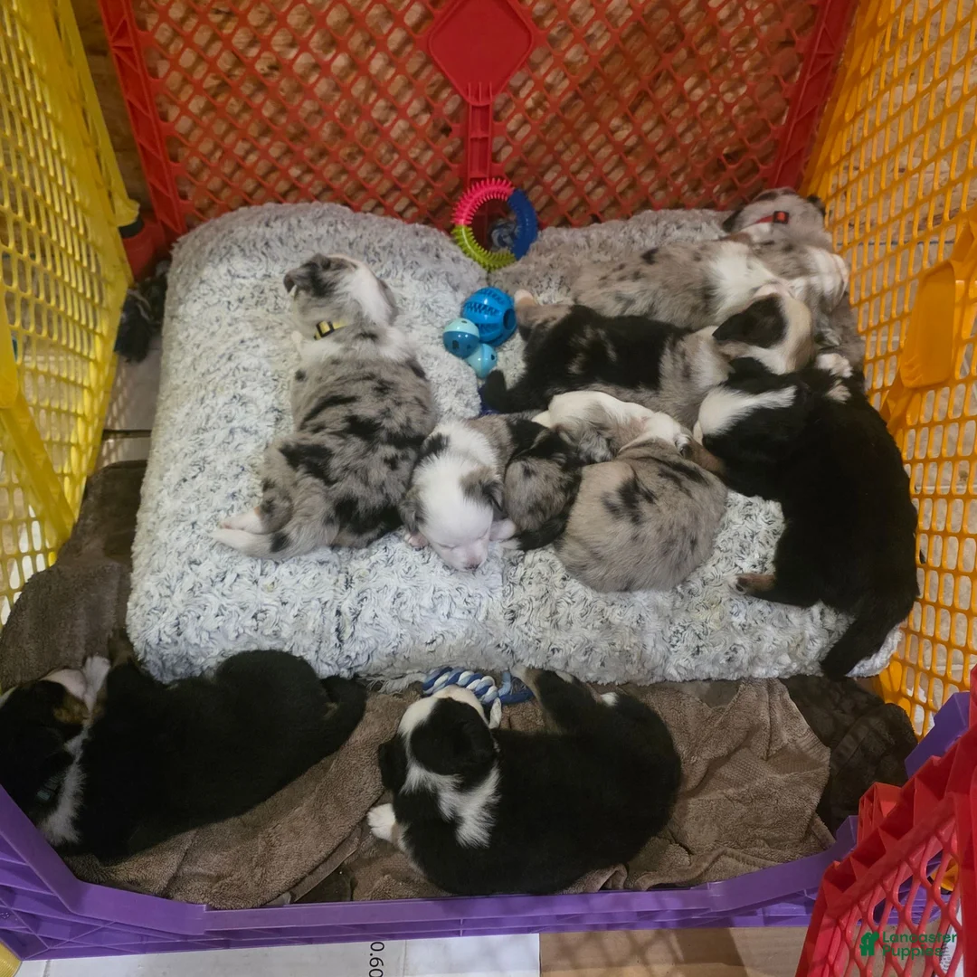 Australian Shepherd dogs for sale: Derek - Ad 7