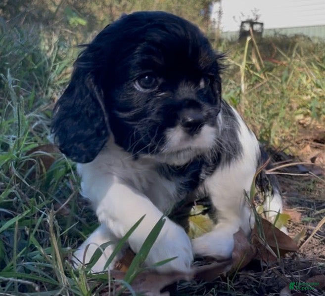 Mixed Breed dogs for sale: Zoë - Ad 1