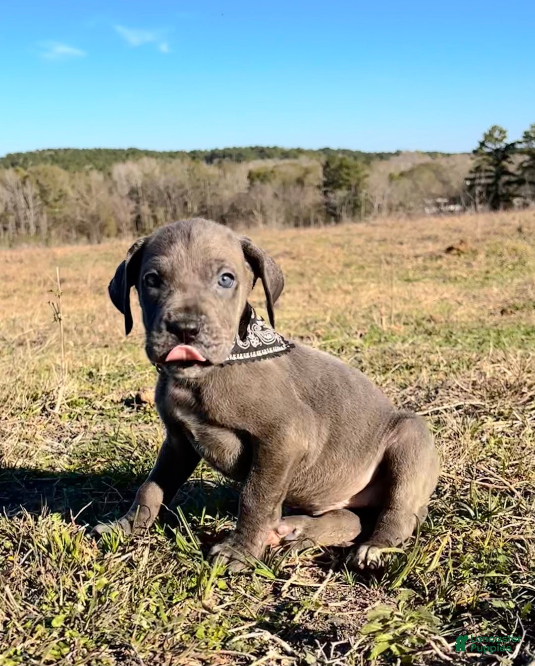 Great Dane dogs for sale: Euro Line Blue Beauty - Missy  - Ad 3