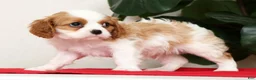 Cavalier King Charles Spaniel dogs for sale: Connor - Ad 8
