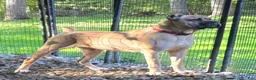 Cane Corso dogs for sale: AKC Baylee  - Ad 9