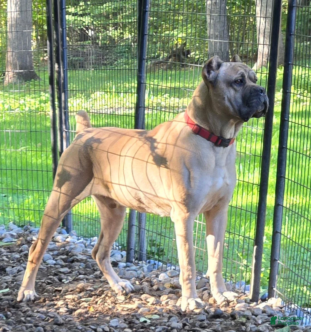 Cane Corso dogs for sale: AKC Baylee  - Ad 9