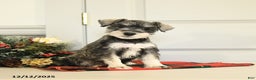 Miniature Schnauzer dogs for sale: Jingle  - Ad 2