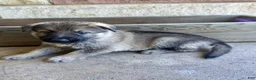 German Shepherd dogs for sale: Miles - Ad 12