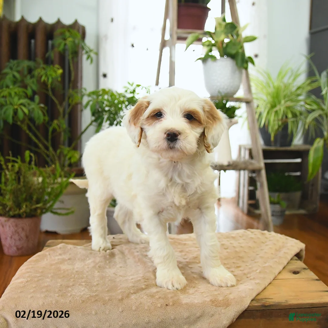 Bernedoodle dogs for sale: Lola - Ad 3