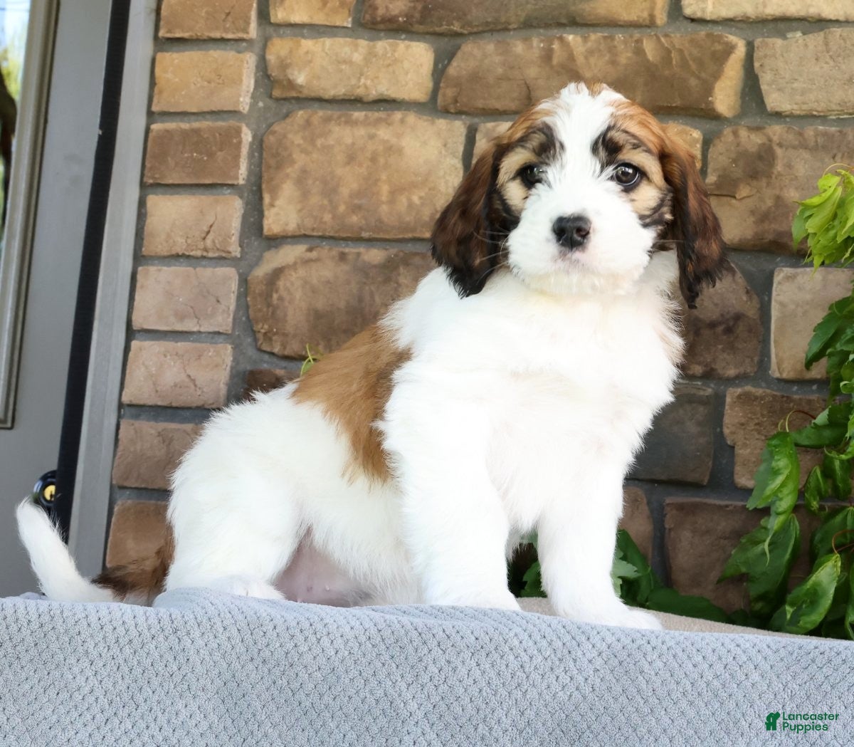 Saint Berdoodles dogs Rose - Ad 2
