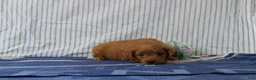 Mini Goldendoodle dogs for sale: Mario - Ad 3