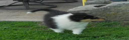 Collie dogs for sale: Saloma - Ad 3