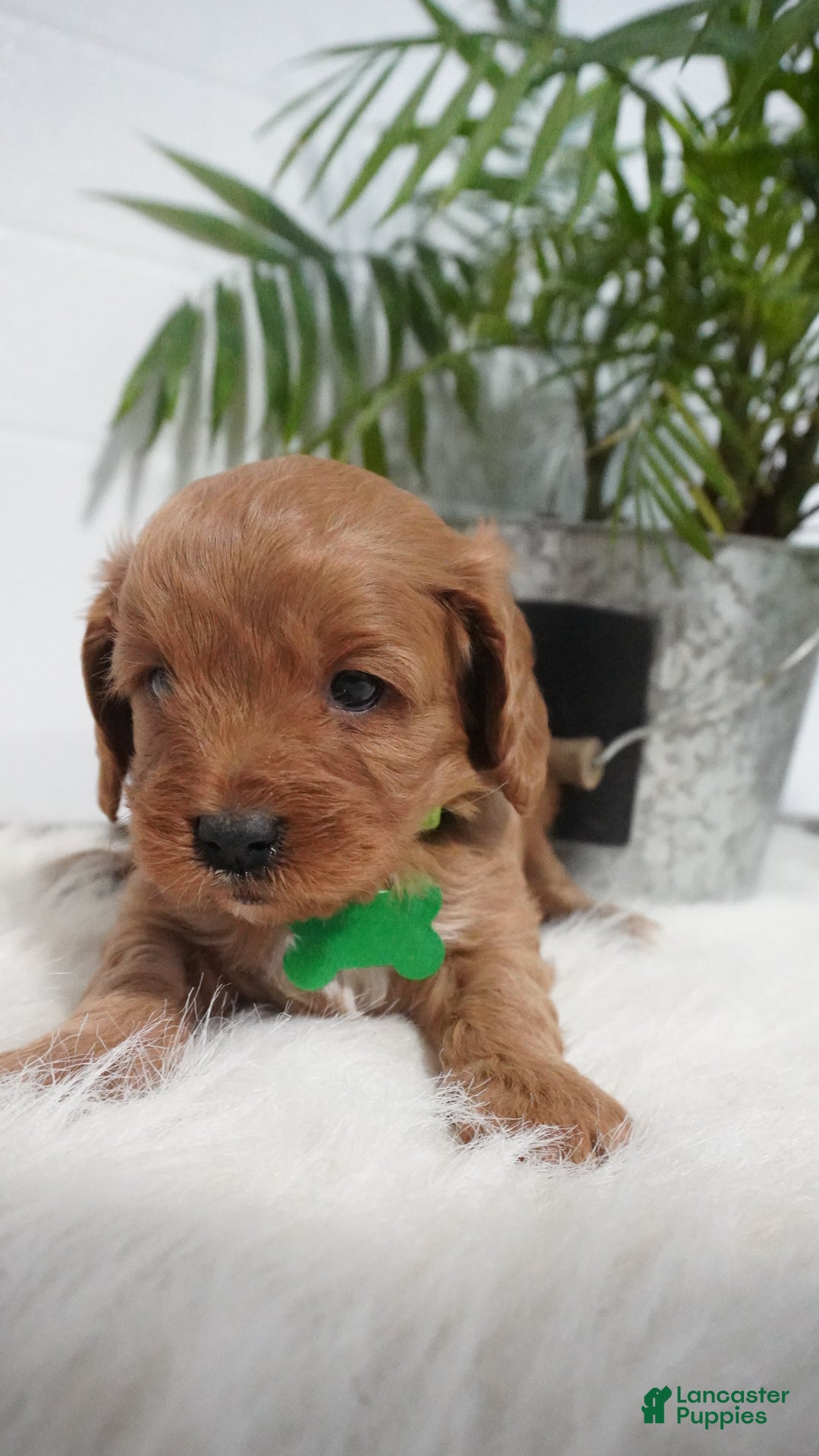 Cavapoo dogs for sale: Bryce  - Ad 6