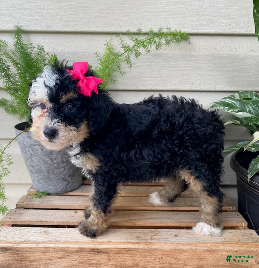 Mini Bernedoodle dogs for sale: Buttons- mini/ medium - Ad 2