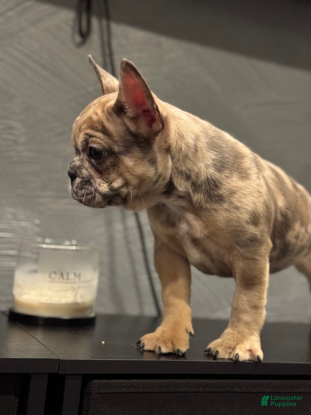 French Bulldog dogs for sale: French Bulldog Puppy 1 - Ad 6