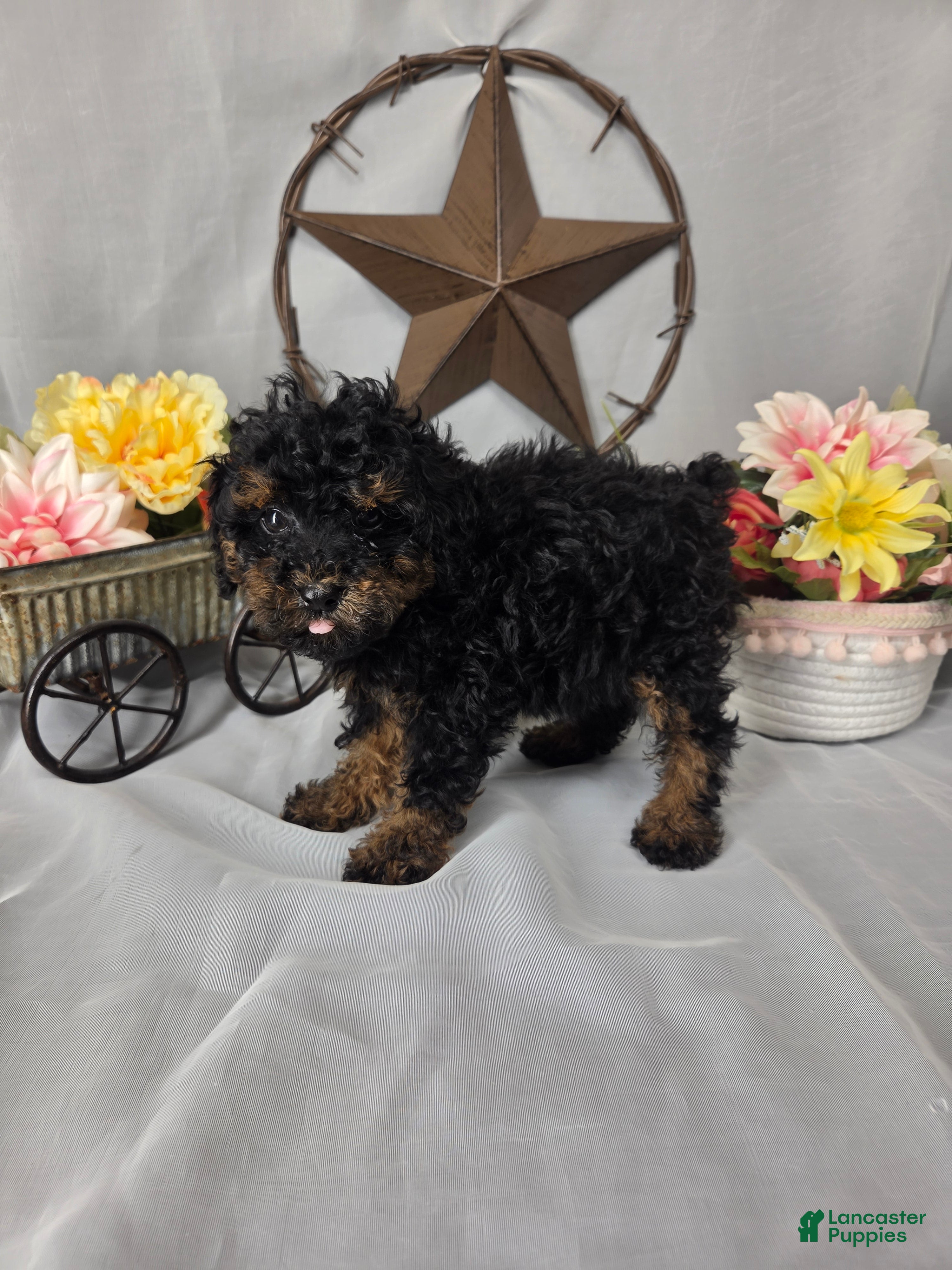 Miniature Poodle dogs Bella - Ad 2