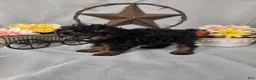 Miniature Poodle dogs for sale: Bella - Ad 2
