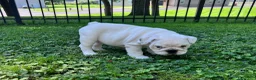 English Bulldog dogs for sale: Elsa - Ad 4