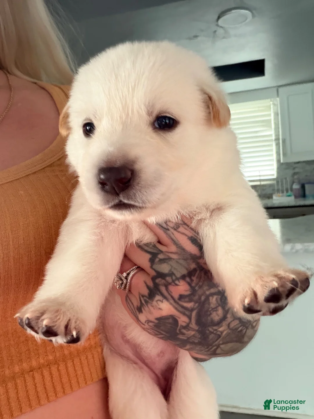 German Shepherd dogs for sale: Purple - Ad 1
