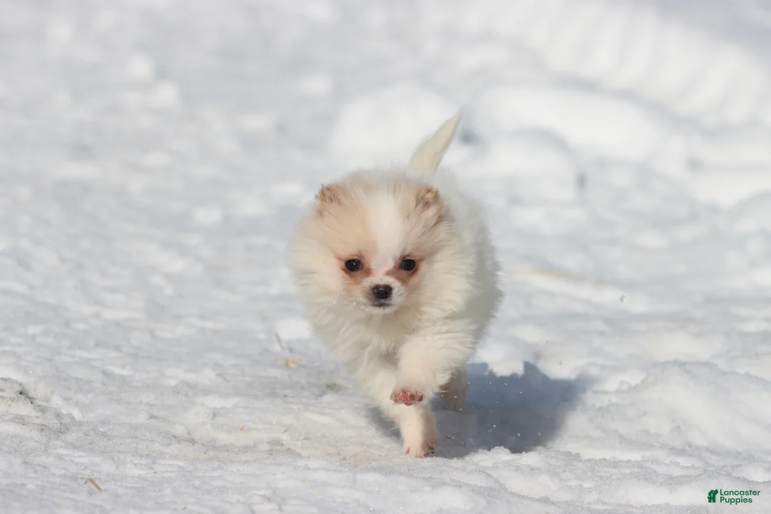 Pomeranian dogs for sale: Boomerang  - Ad 1