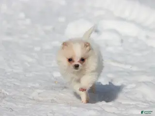 Pomeranian dogs Boomerang - Ad 18