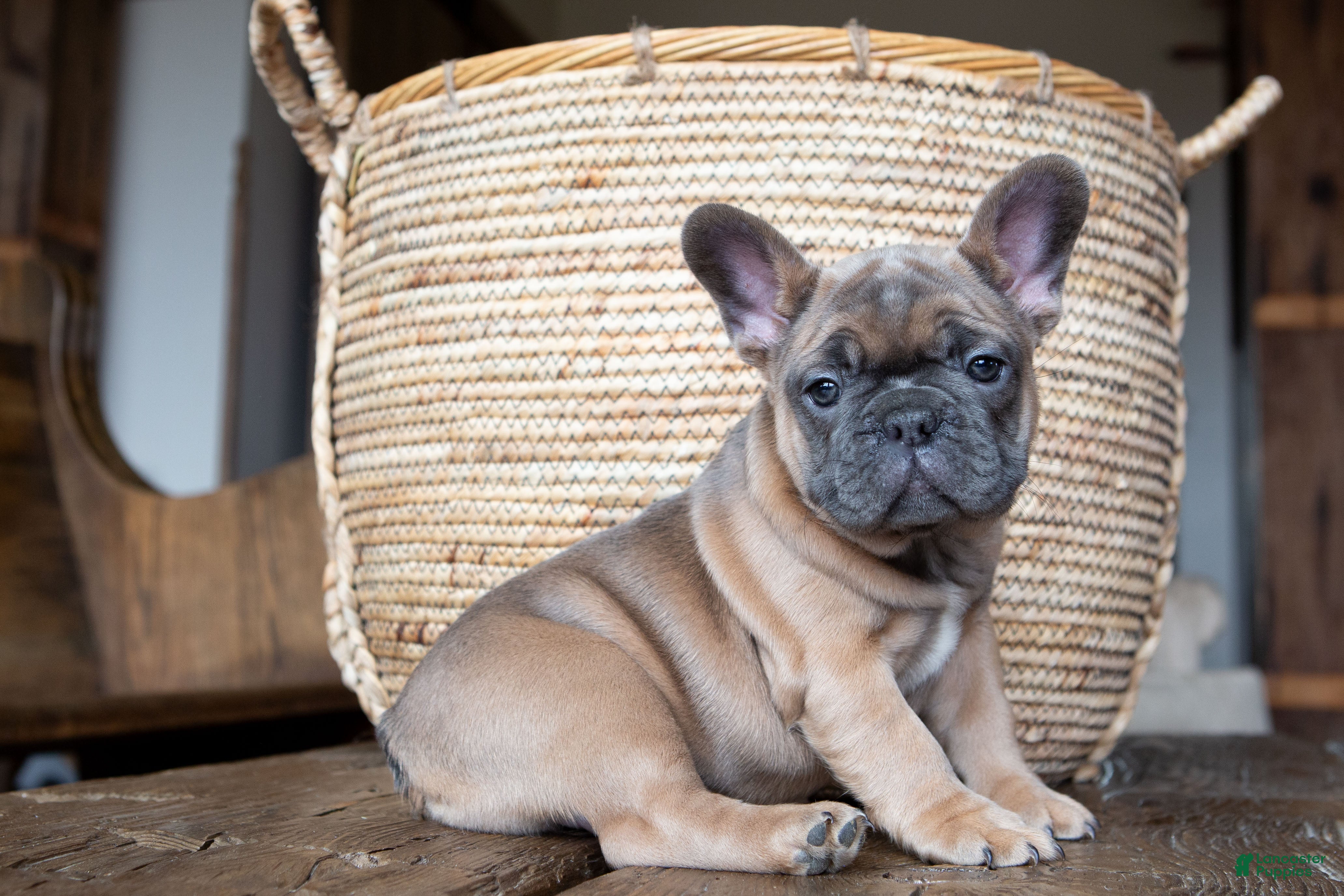 French Bulldog dogs Misty AKC - Ad 38