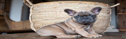 French Bulldog dogs for sale: Misty AKC - Ad 1