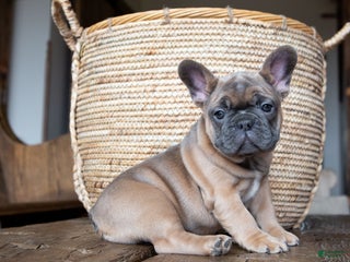 French Bulldog dogs Misty AKC - Ad 40